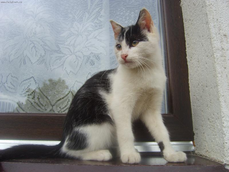 Foto: mike�ek-pr�v� sed� na okn�