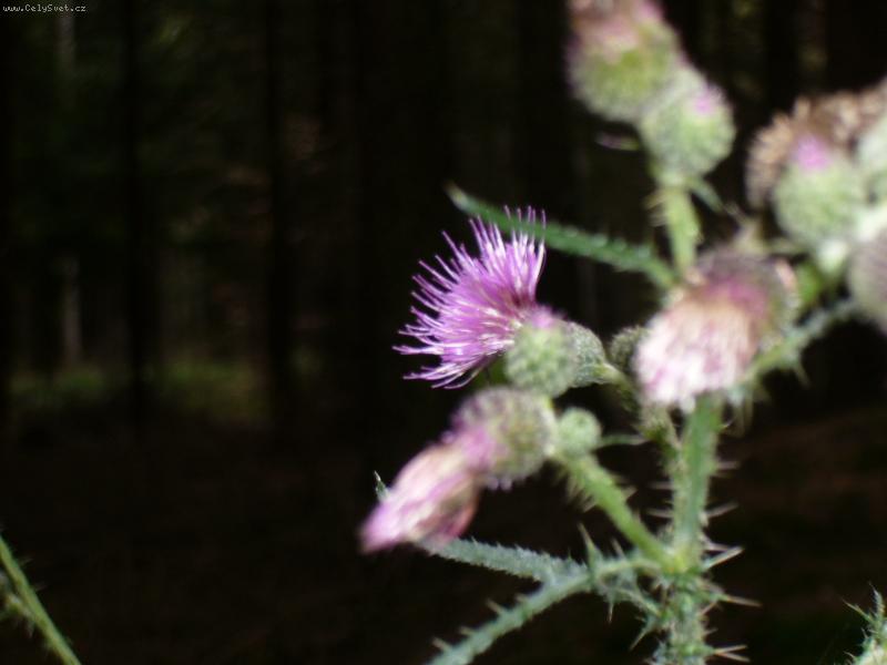 Foto: Bodl�k v lese