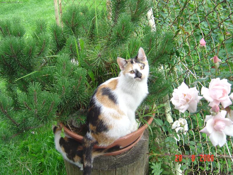 Foto: Minda-Mind�k je prost� super ���a