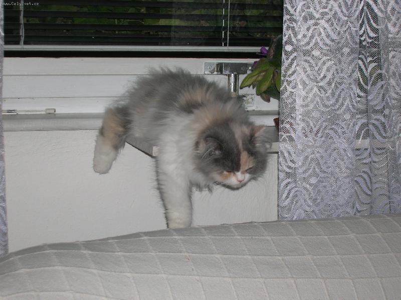 Foto: �ikitka-tak mal� a t��k znaven� :)