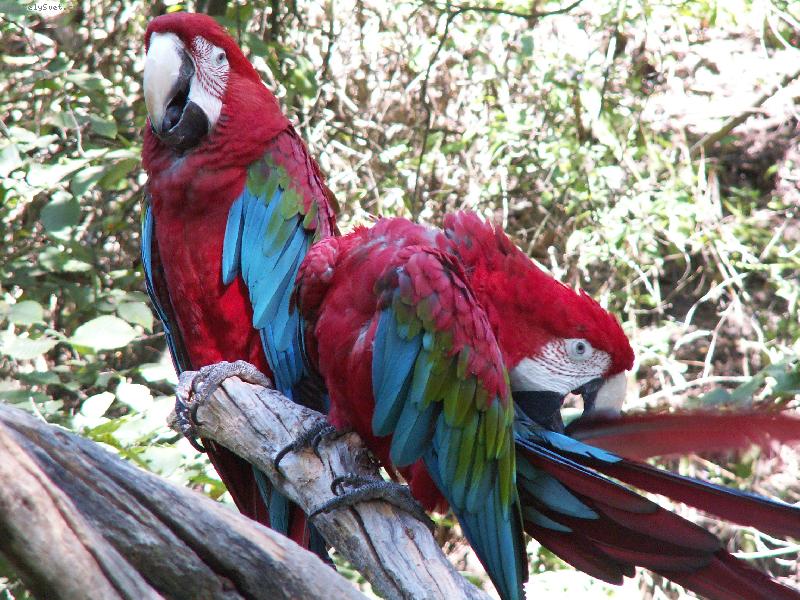 Foto: Papou�ci Ara