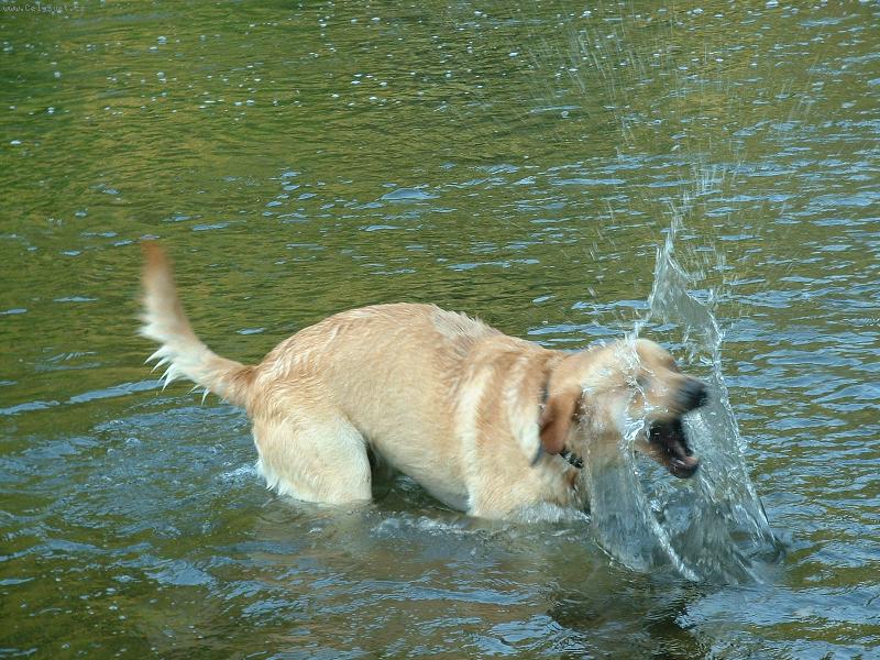 Foto: Bady ve vod�-Chrrrrrramst !