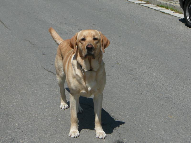 Foto: Badynek-na silnici :D