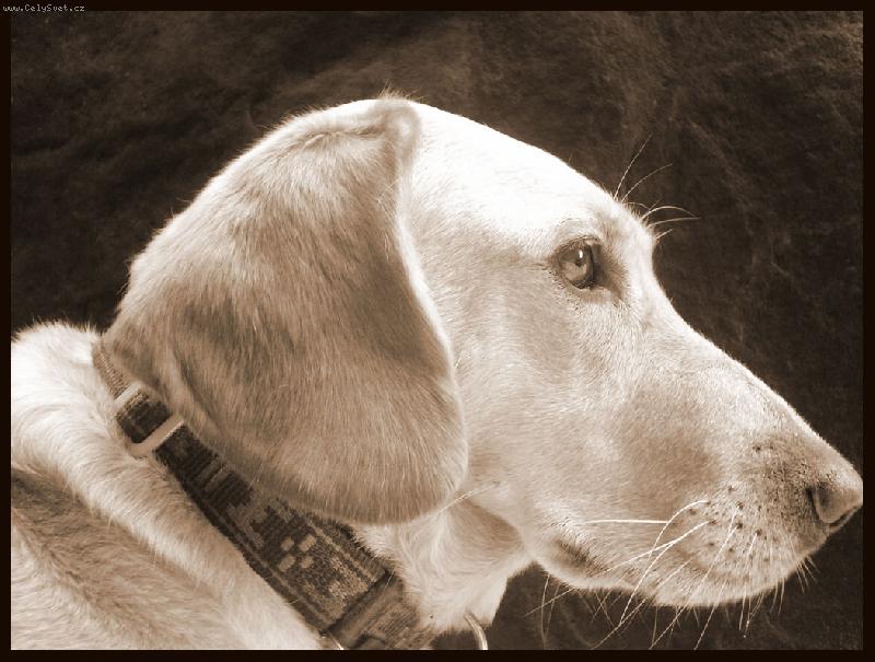 Foto: Lesanka z profilu