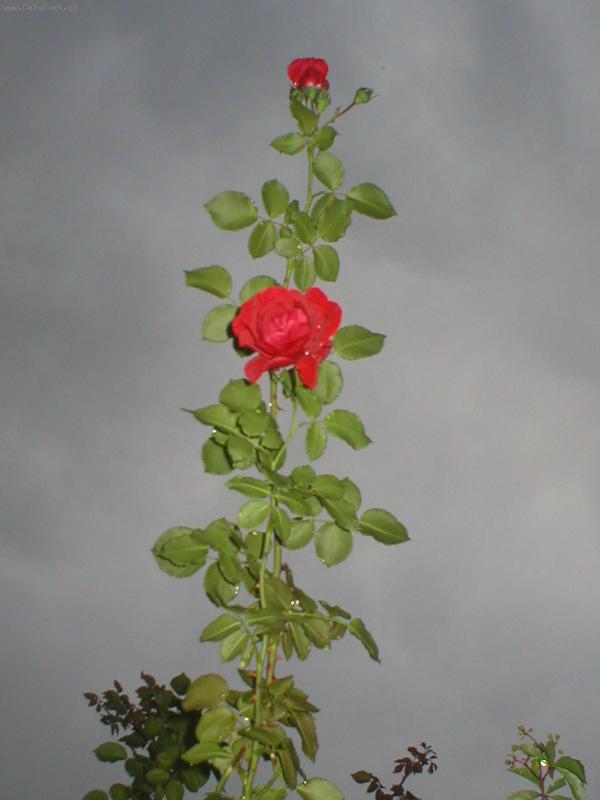 Foto: Schody do nebe