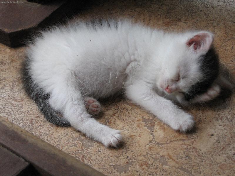 Foto: Sladk� sp�nek-Unaven� Pampal�nek