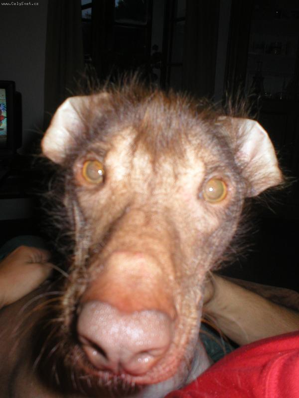 Foto: To jsem xicht�k:)