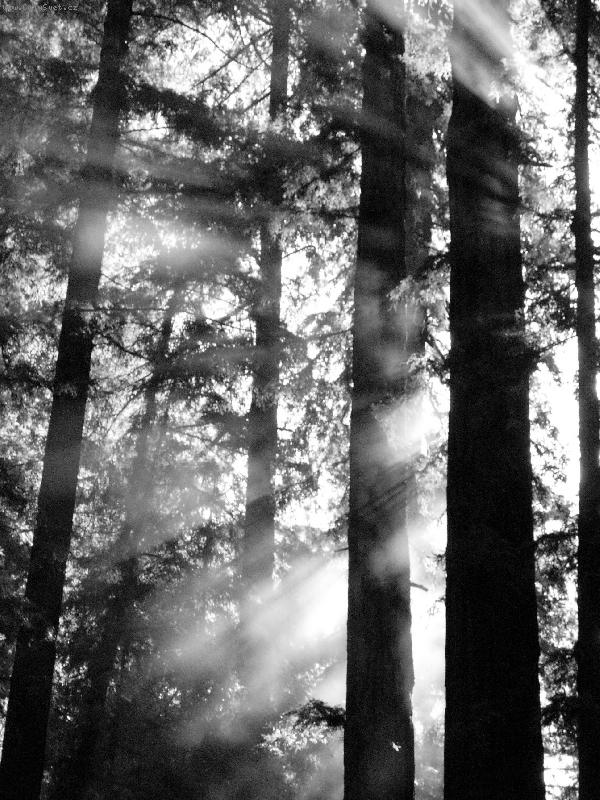 Foto: slunecni paprsky