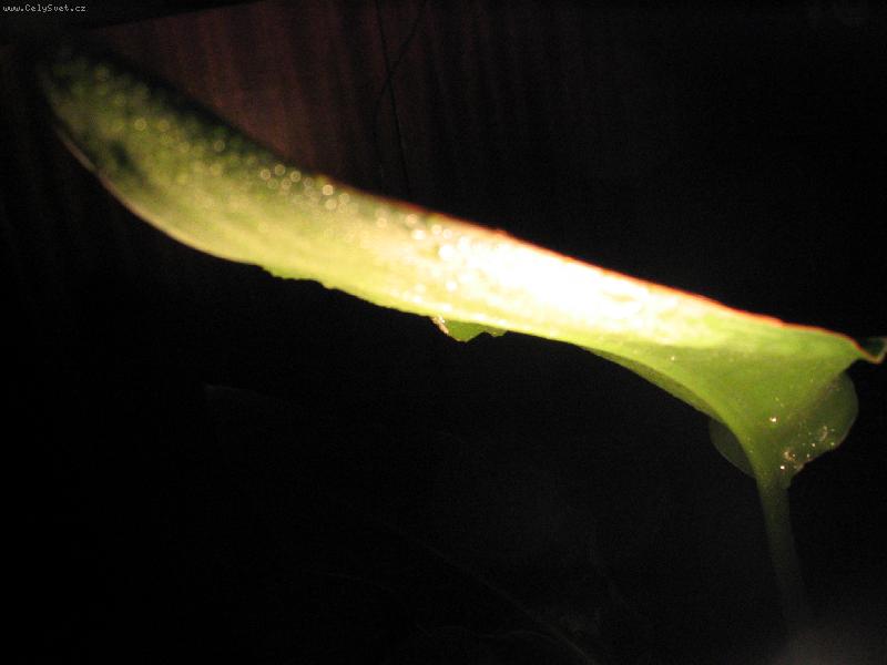 Foto: list-kr�sa rostlin