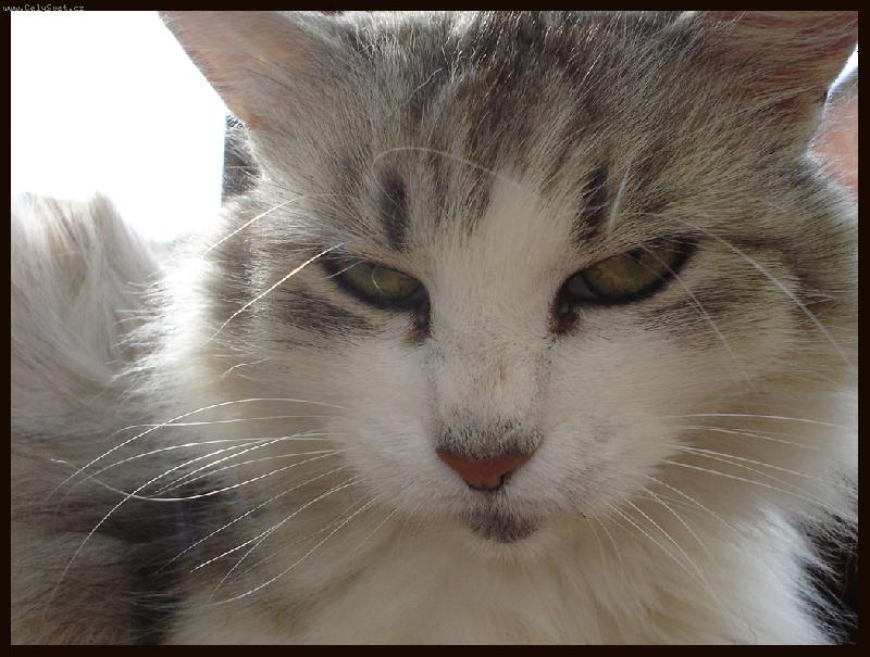 Foto: Na�e Kv�tu�ka