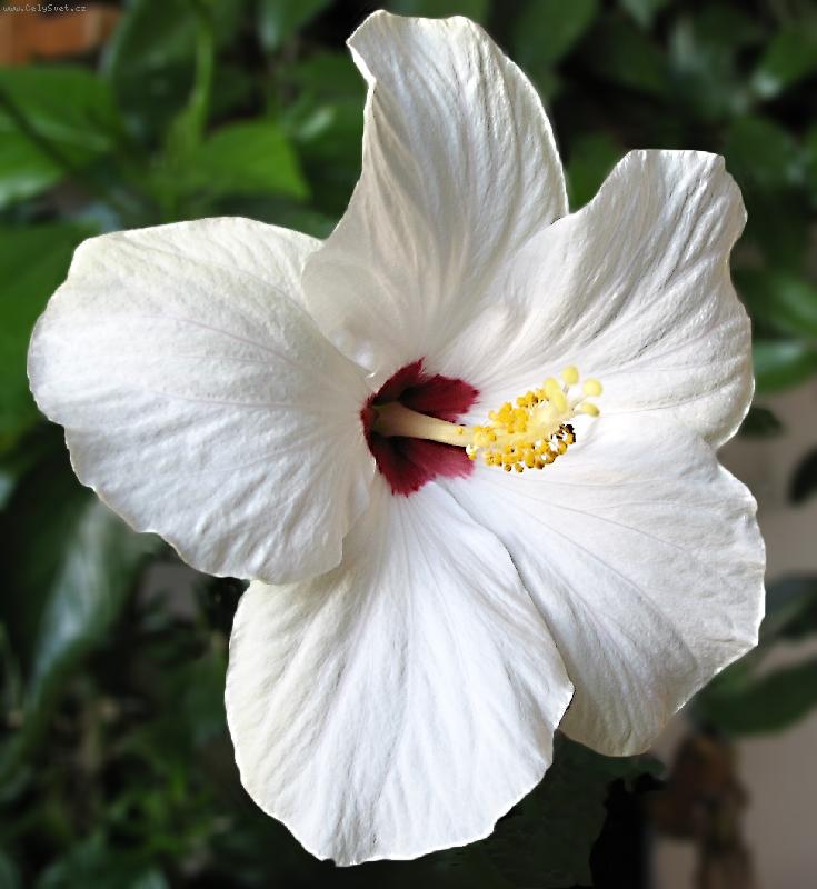 Foto: B�l� kv�t ibi�ku