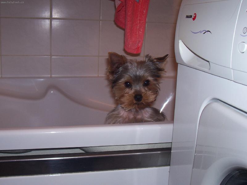 Foto: Tom�k-koupel