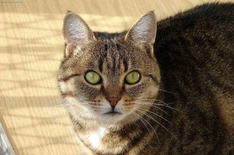 Foto: Eli�ka ko�ka