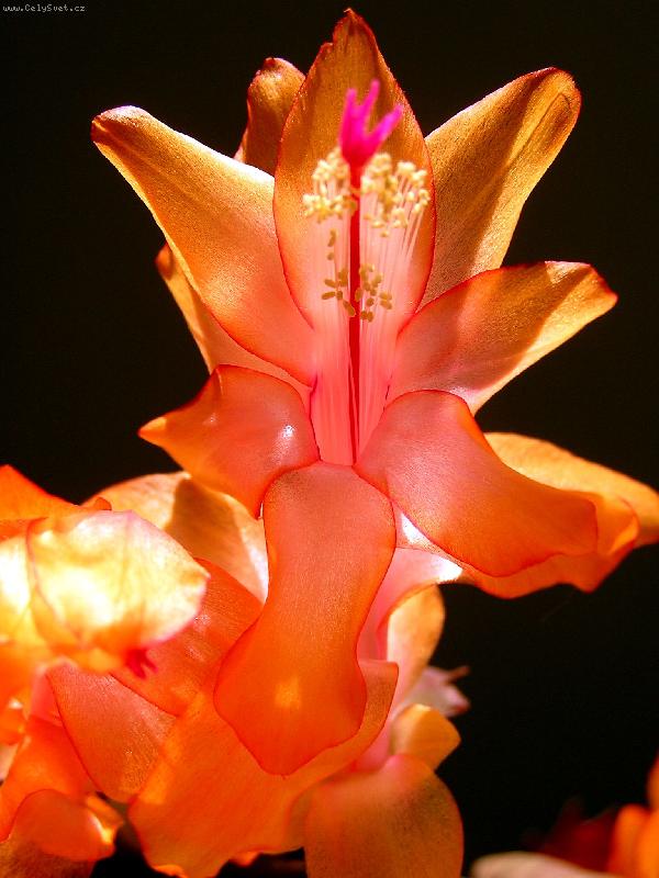 Foto: V�no�n� kaktus