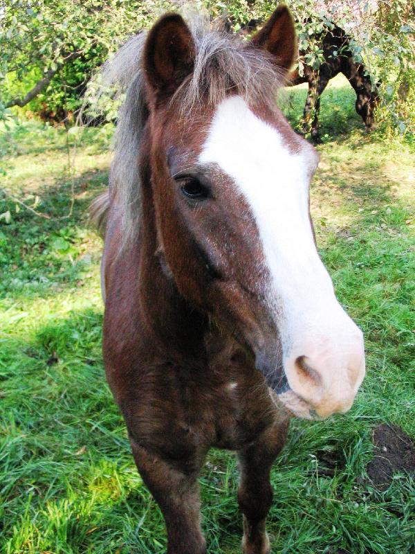 Foto: Kon�ek-Kon�k