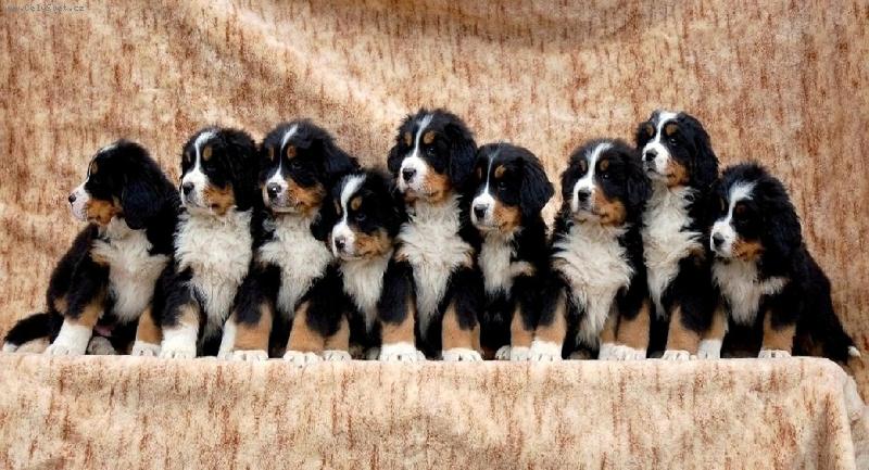 Foto: Na�e Mim�a