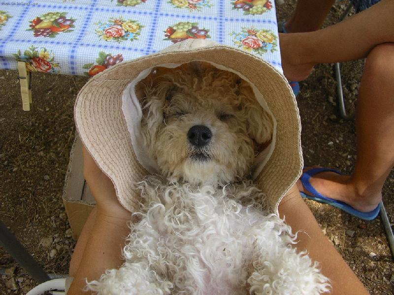 Foto: spiaca krasavica