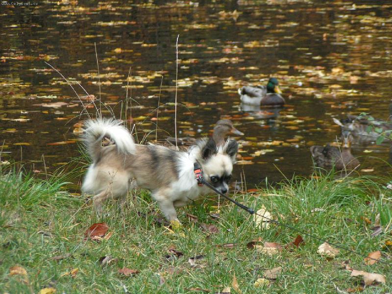Foto: Elf��ek a ka�enky-pus�te m� do vody!!