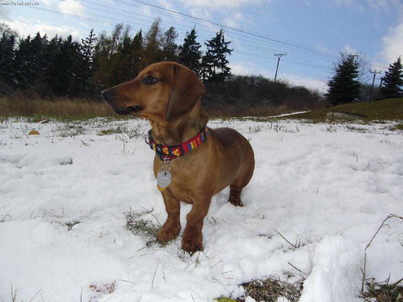 Foto: Jessienka a prvn� sn�h