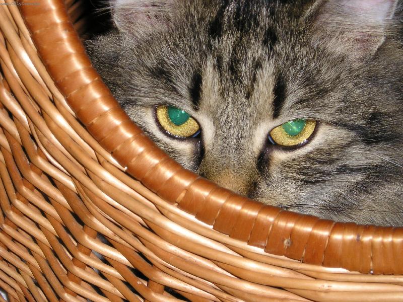 Foto: Mikesh-Scov�van�