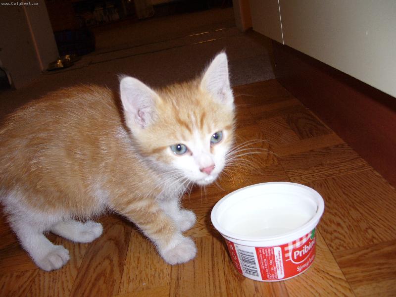 Foto: micinka-Bumb�m ml��ko...