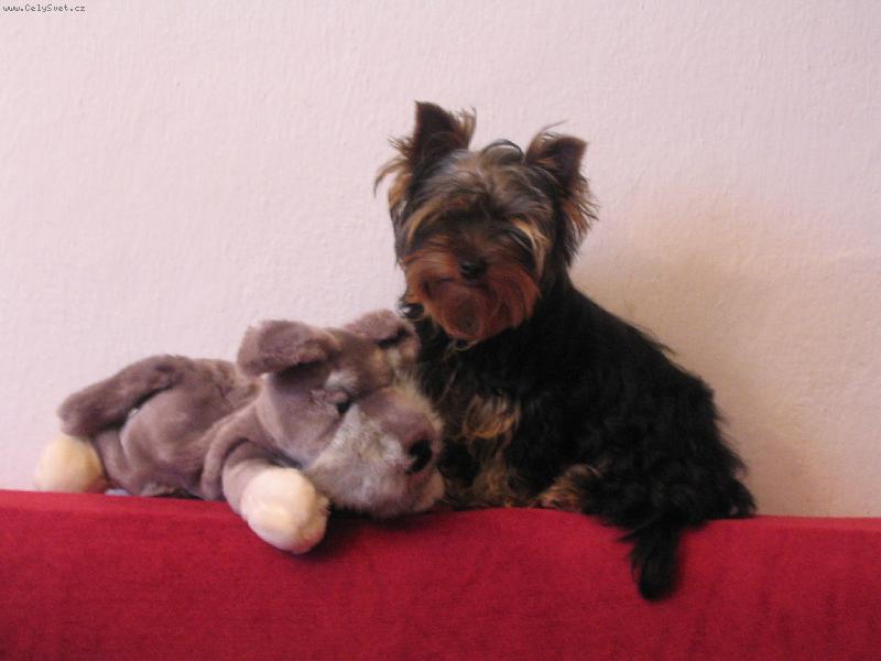 Foto: Dorinka a jej� kamar�d