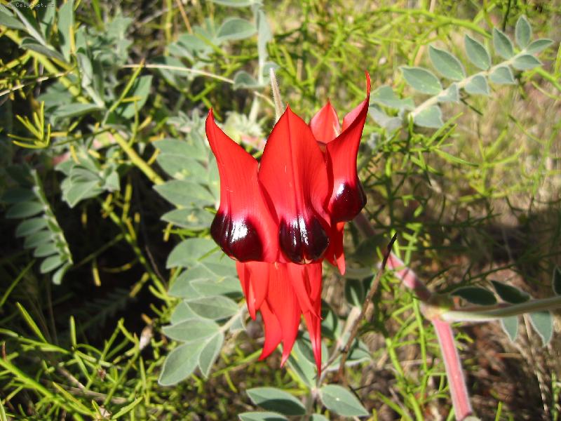 Foto: Kr�lovna pou�t�-Stuart desert pea