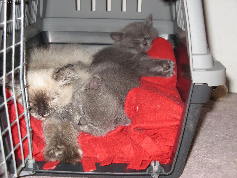 Foto: neru�en� span�-sp�c� ko�ata