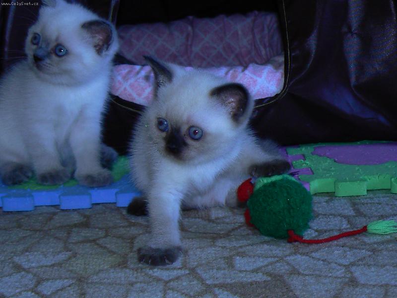 Foto: Britsk� colorpoint-chyt�m dob�e