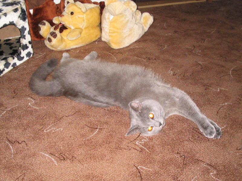 Foto: Sir na koberce