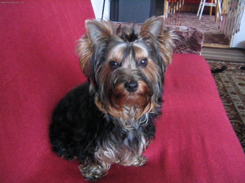 Foto: na�e zlat��ko