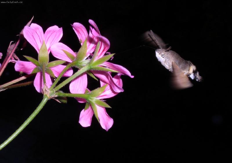 Foto: L�taj�c� ryba