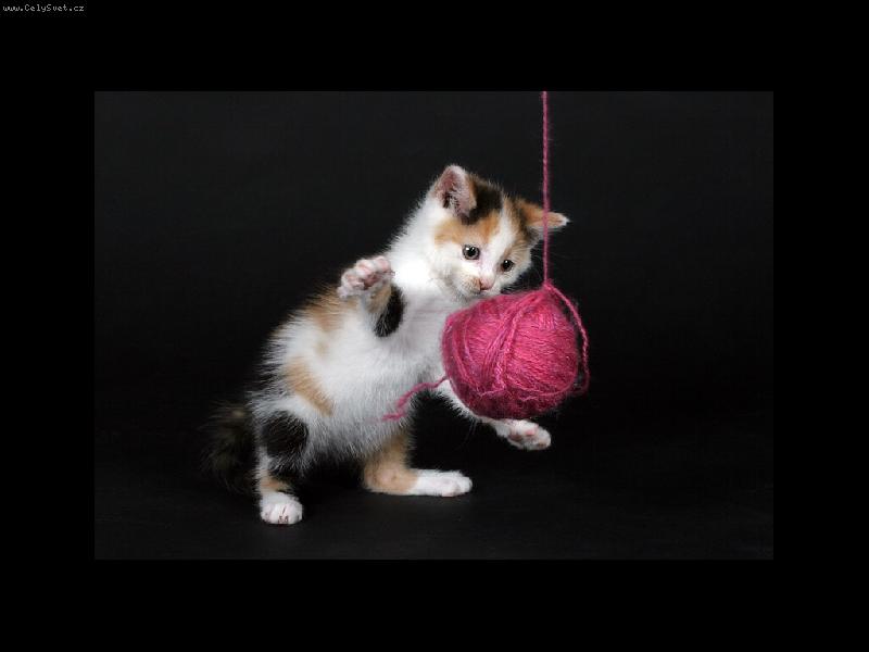 Foto: �o pak to je :-)