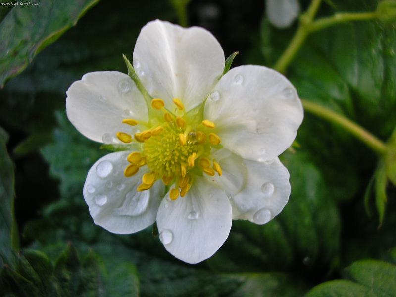 Foto: Jahodn�k-makro