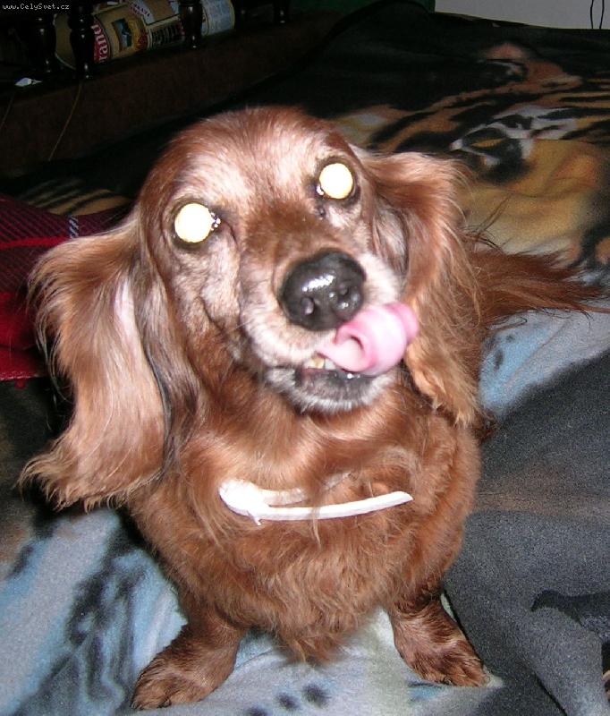 Foto: Pedr�sek-Chce� pusu?