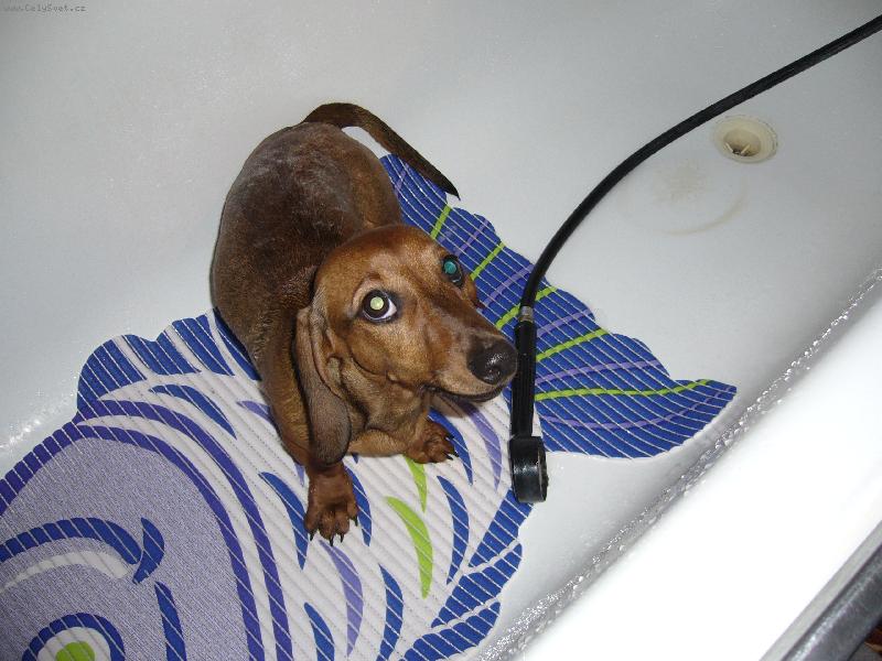 Foto: Jessien�ina koupel-zeleno-modro o�ko