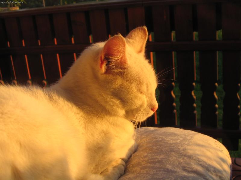 Foto: To ve�ern� slunko je nep��jemn�