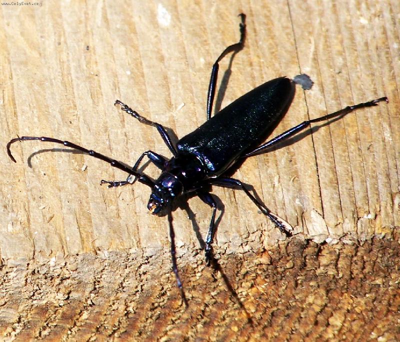 Foto: hmyz-ulevil si ...