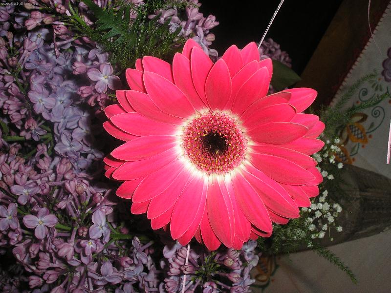 Foto: gerbera k narozenin�m