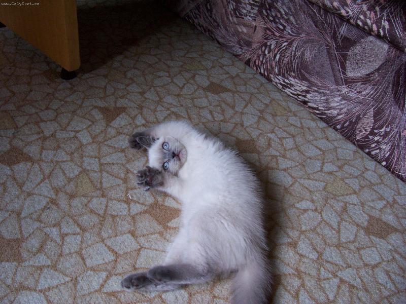 Foto: Britsk� colorpoint-vzd�v�m se