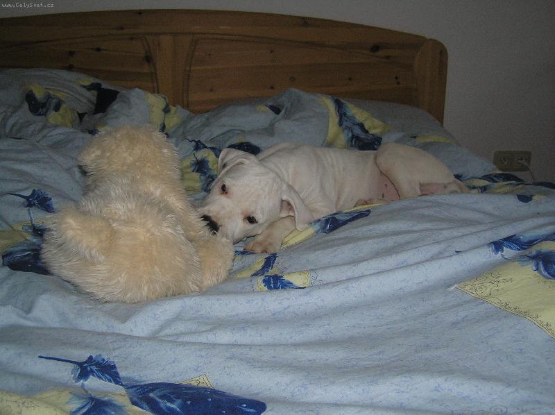 Foto: ply�ov� kamar�d taky kamar�d