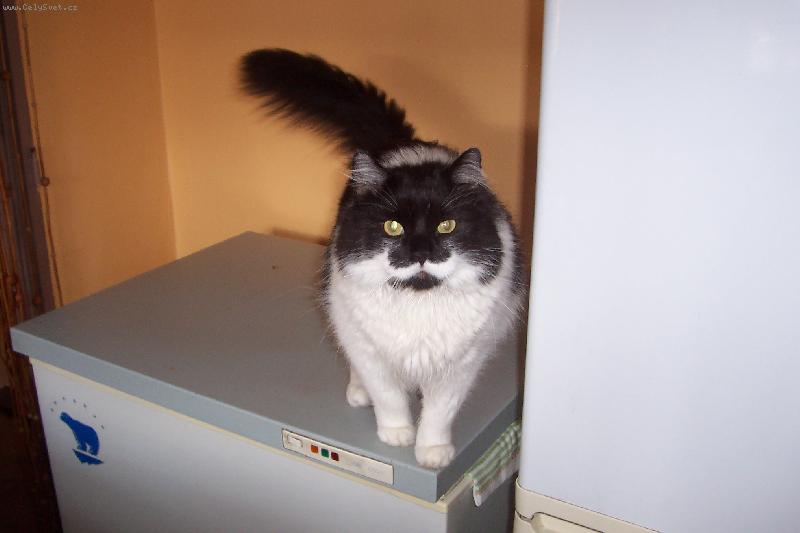 Foto: Kesi - v pozoru u lednice