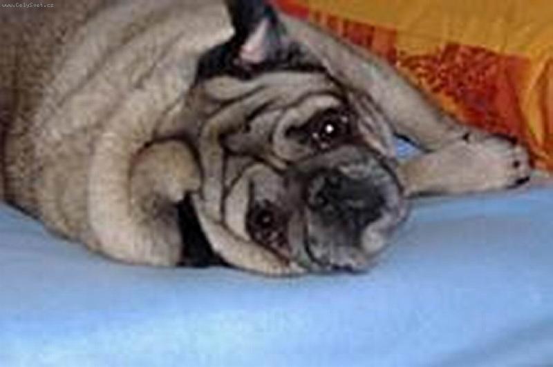 Foto: Vyru�en� ze sp�nku-Mops�k