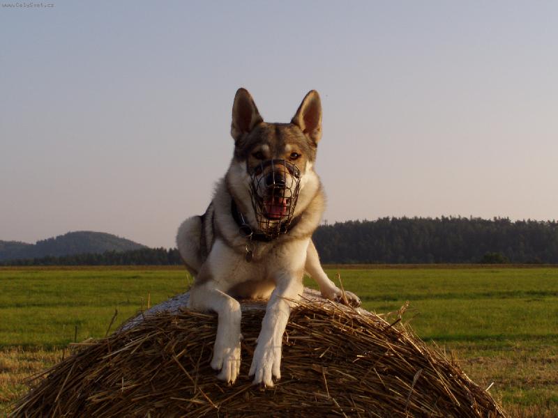 Foto: pro lep�� v�hled