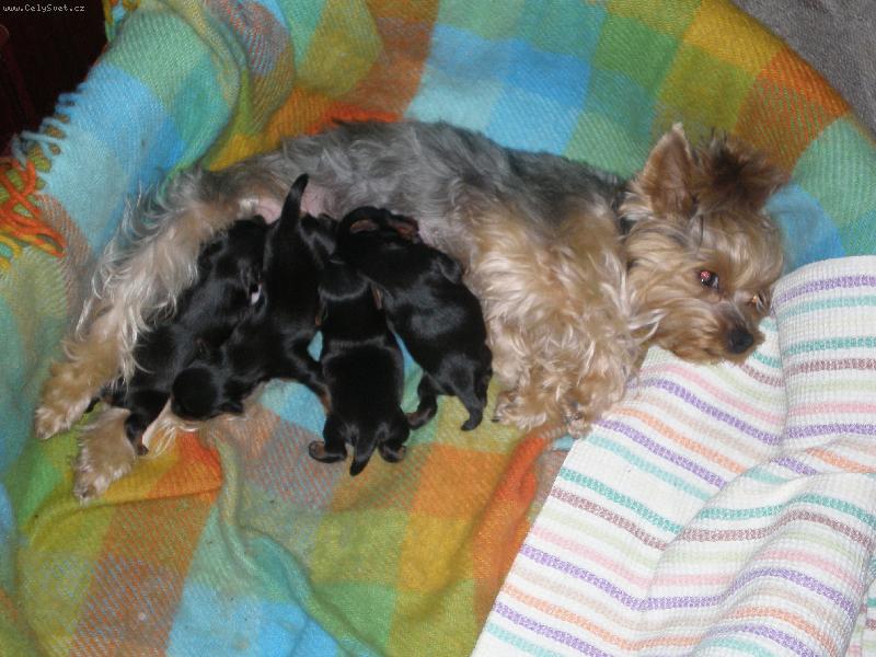 Foto: S�rinka a miminka