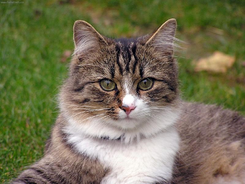 Foto: Same kuk-Jen si mn� zv��ni