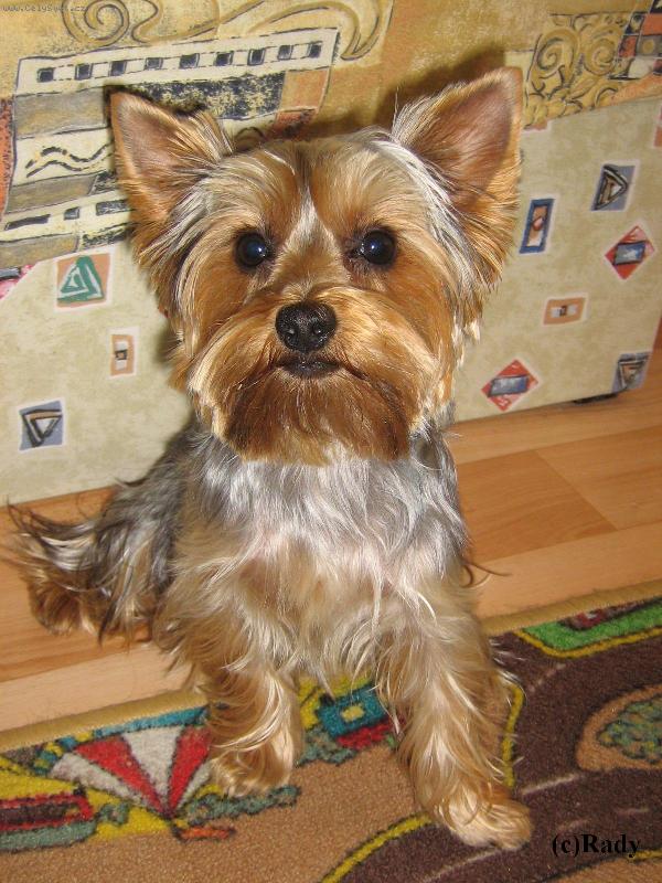 Foto: Nicky-Na t�to fotce je m�j pes Nicky!