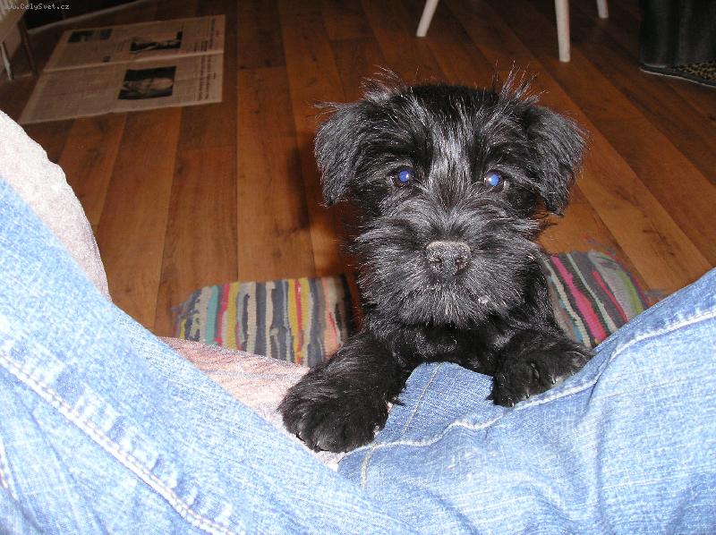 Foto: N� Robin-�ern� mal� kn�ra�