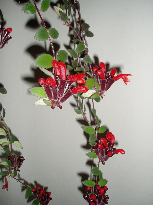 Foto: Kal�ky kr�sy