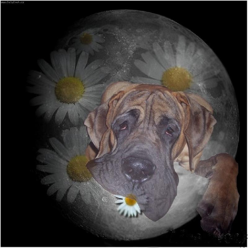 Foto: Axis Bisdog Bohemia